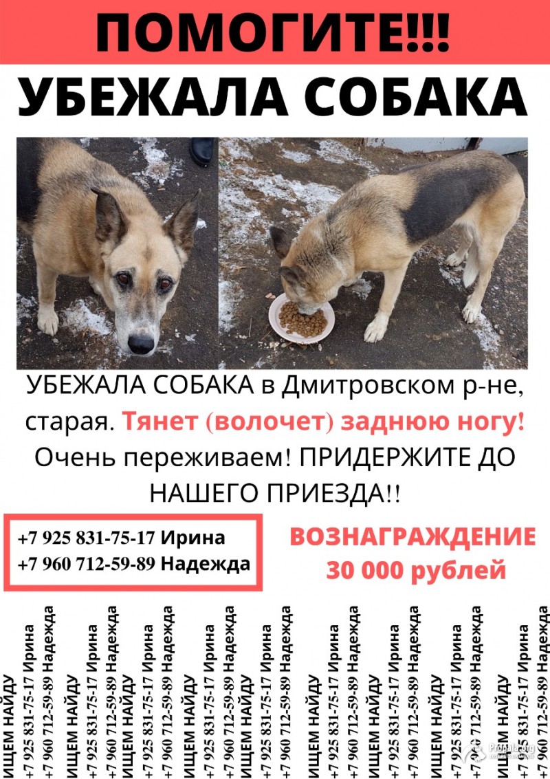 ПРОПАЛА СТАРАЯ СОБАКА