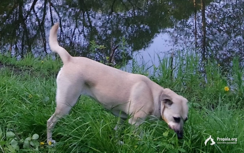 Друзья, нужна ваша помощь репостом найтись Марусе!