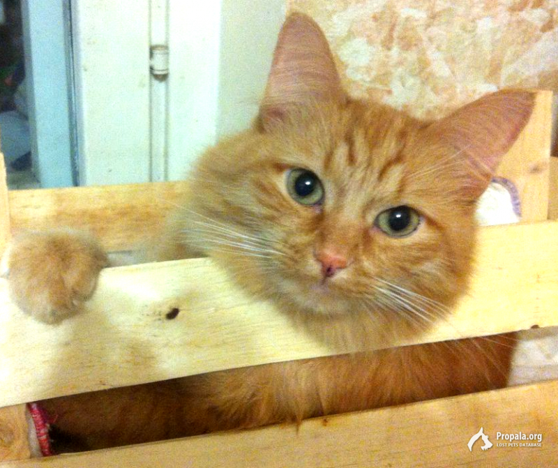 Ищем Рыжика