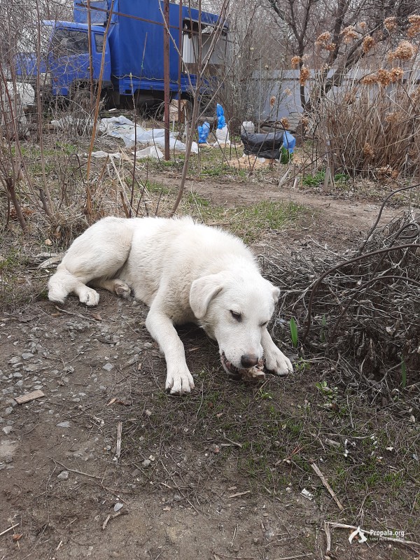 Нашли собаку!!! Краснооктябрьский район