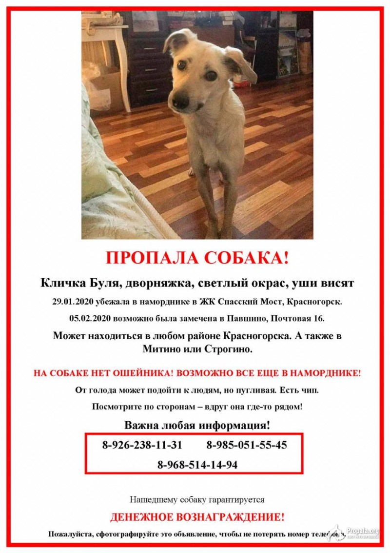 Пропала девочка Буля