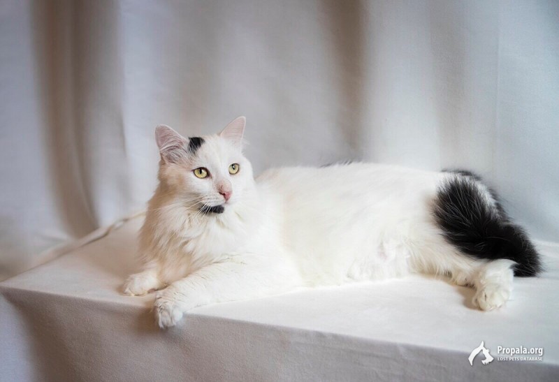 Роскошный молодой котик Балу в поисках семьи