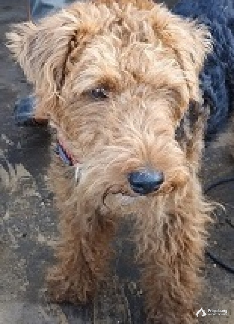 24.08.19 в Выборгском районе, потерялся Вельштерьер