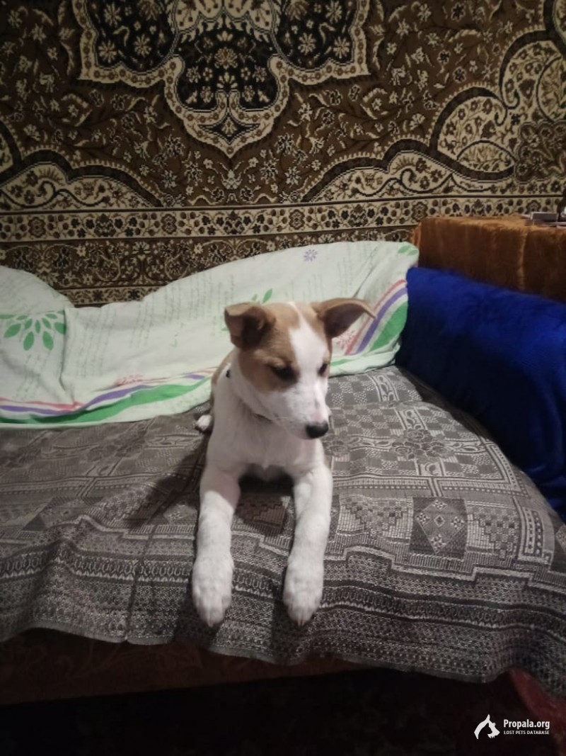 Пропала собака