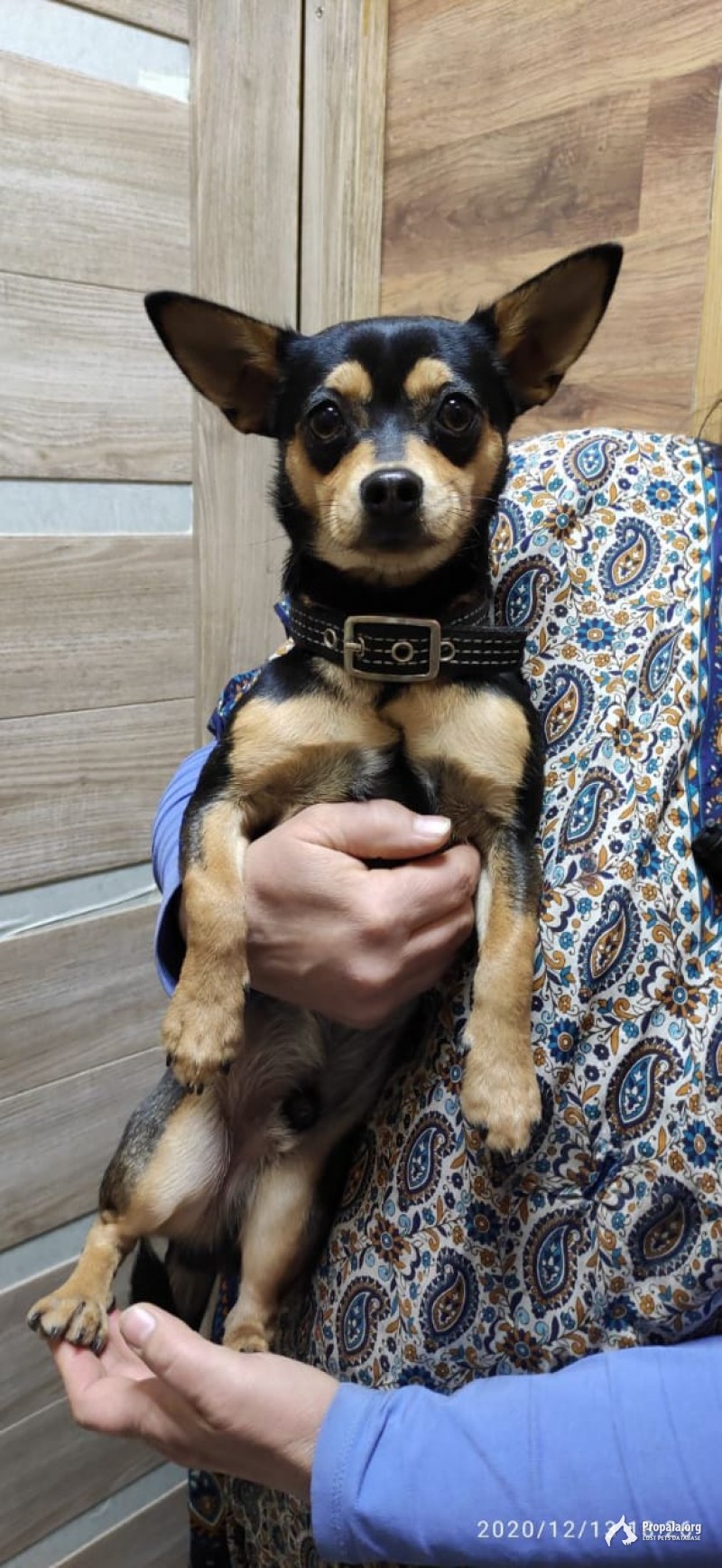 найден кобель