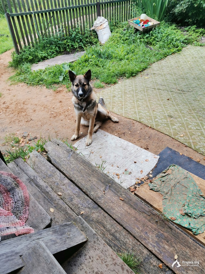 Найдена собака.