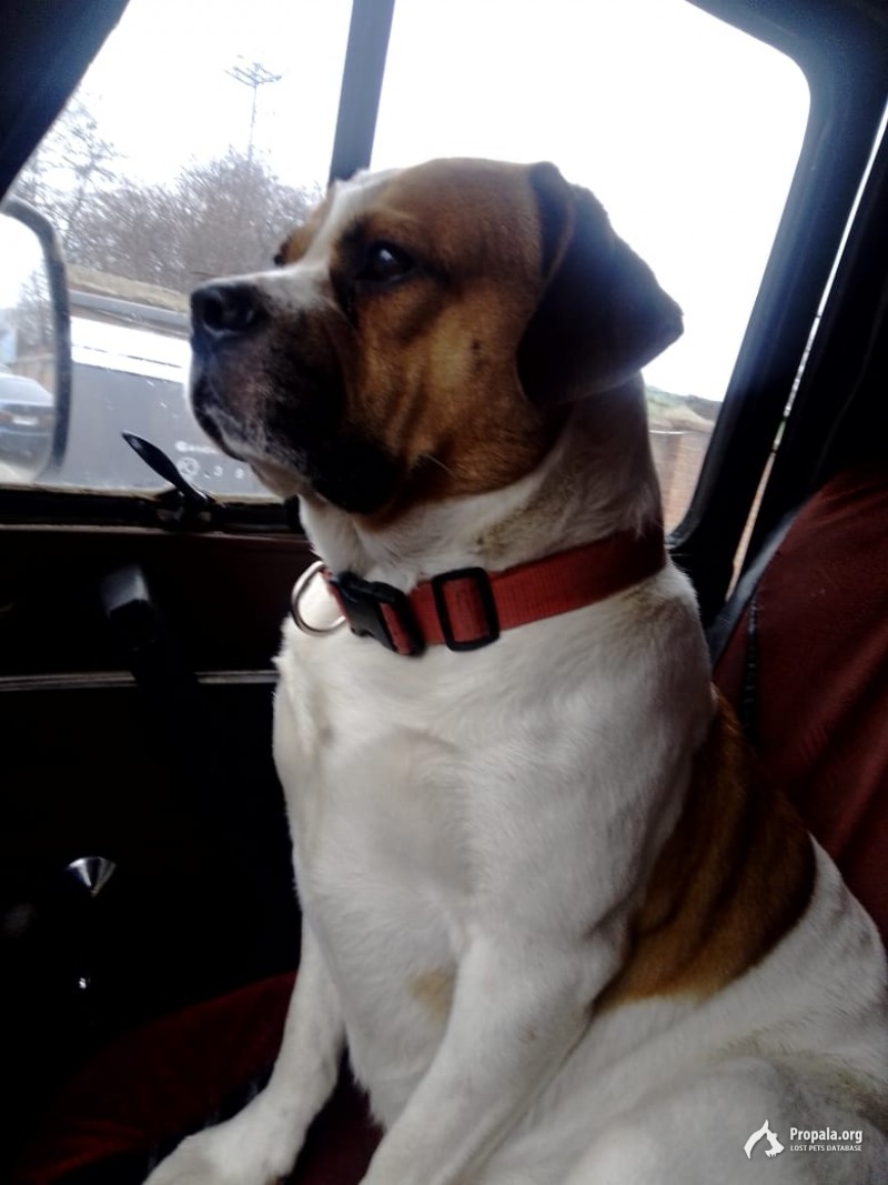 ПРОПАЛА СОБАКА