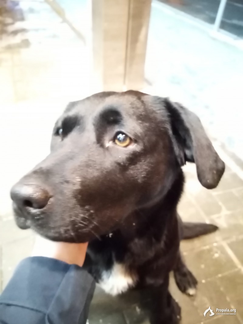 замечена чёрная собака в Тюмени на улице Перекопская 4А