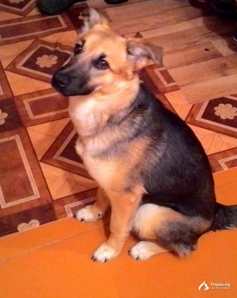 Потерялась собака Бавлы