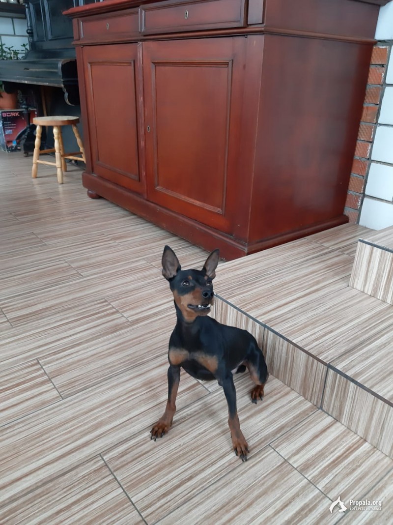 Пропал цвергпинчер