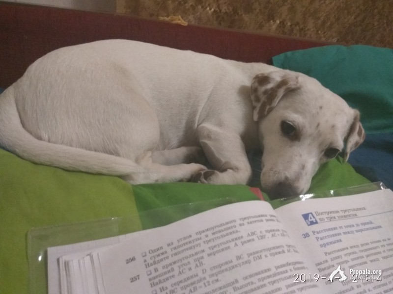 Пропала собака