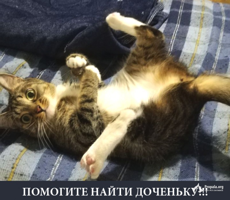 Пропала кошка 6 Красноармейская