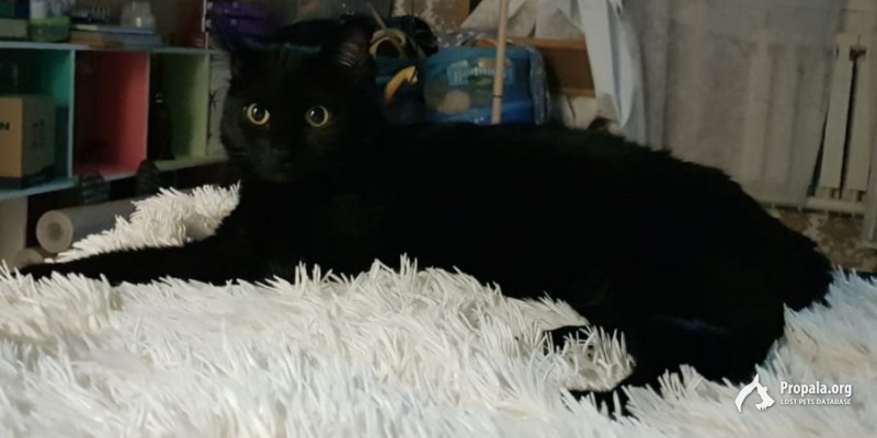 Пропал чёрный кот