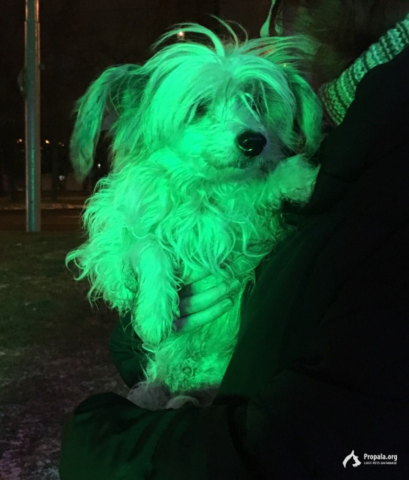 Найдена собака, Москва, м.Профсоюзная