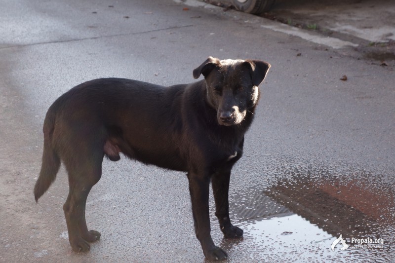 Найдена черная собака
