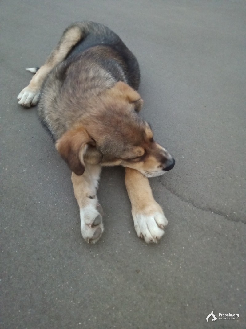 Нашли собаку ТЦ Город