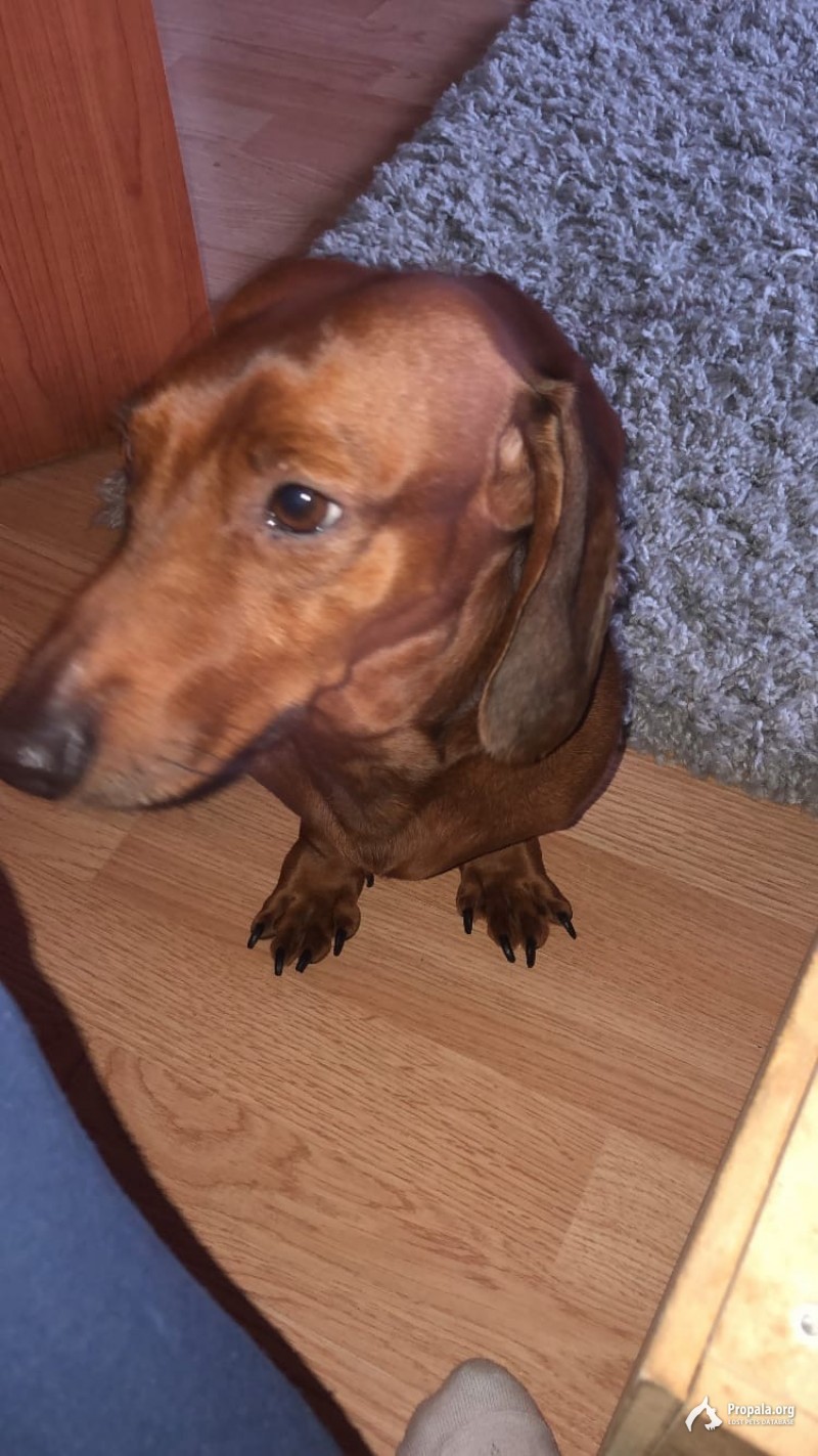 ПРОПАЛА СОБАКА