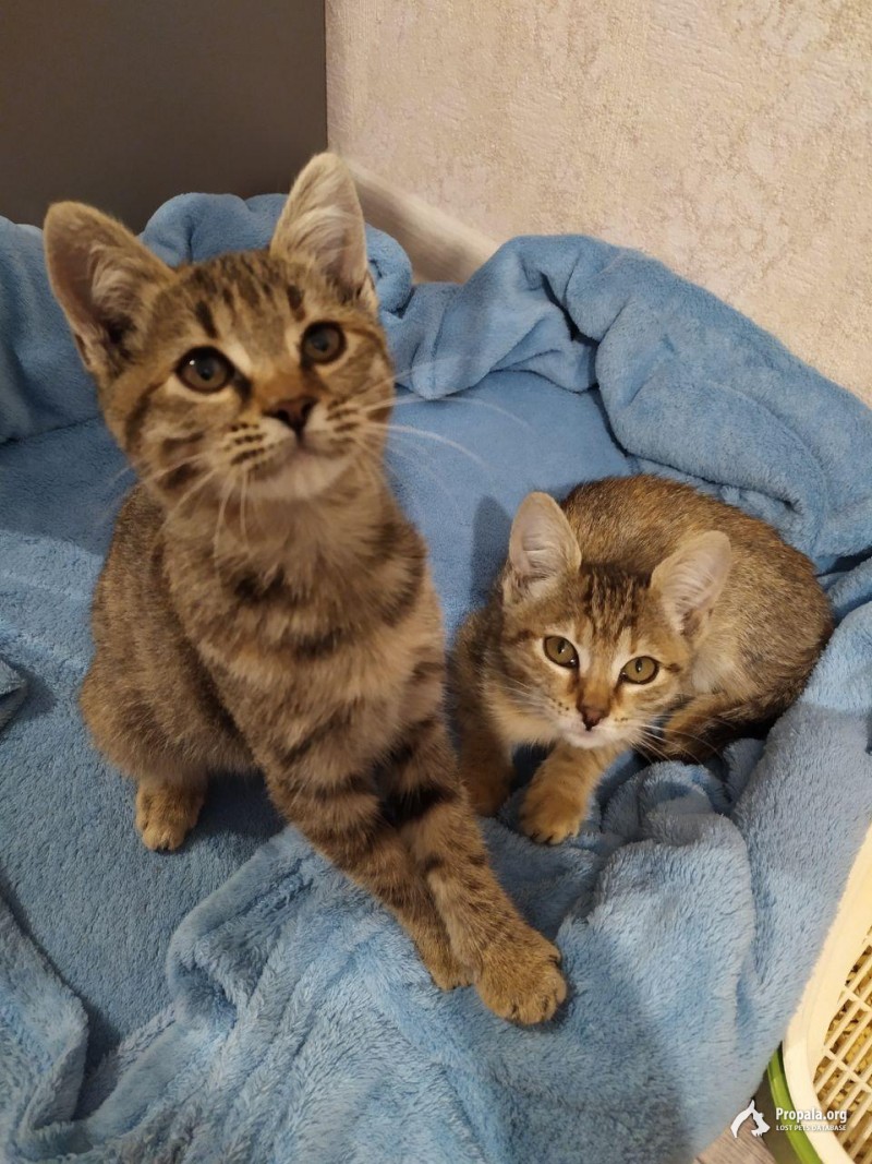 Котята ищут семью