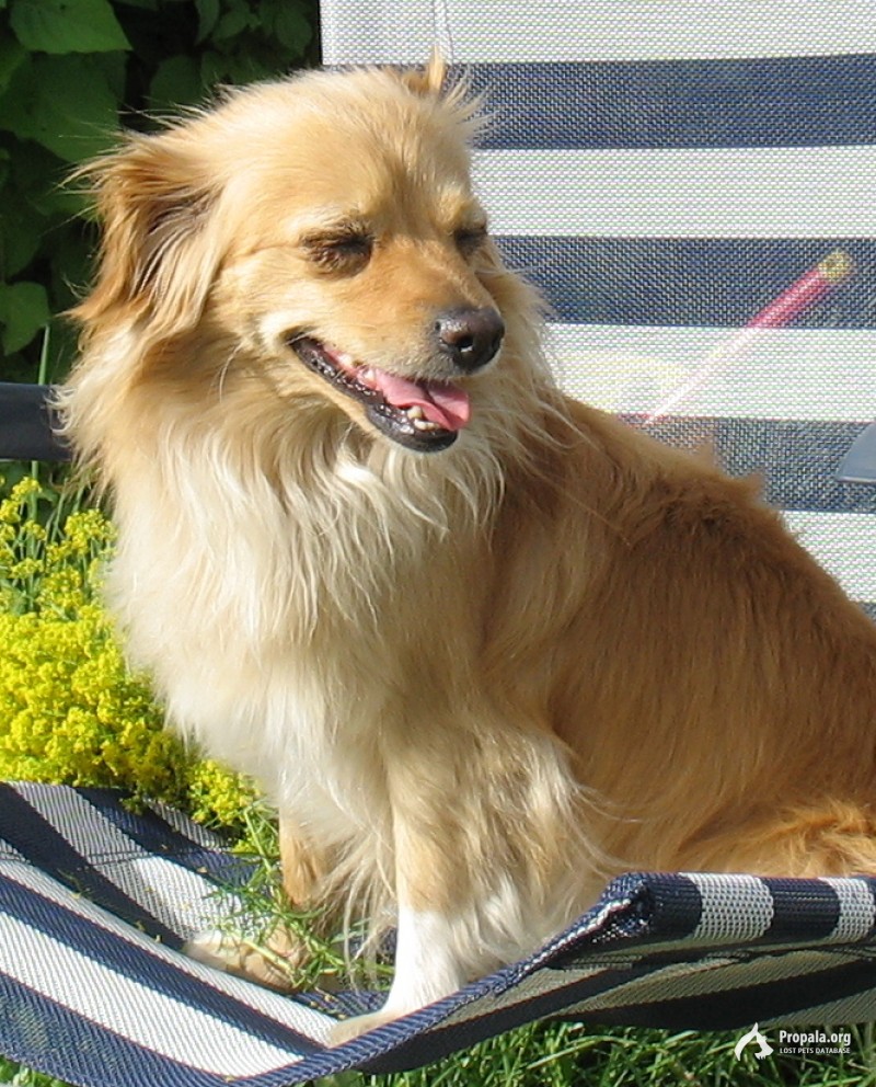 Пропала собака в районе пл.Театральная