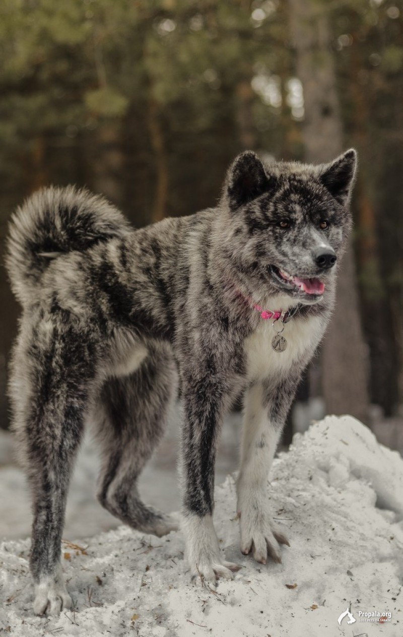 ПРОПАЛА СОБАКА АКИТА