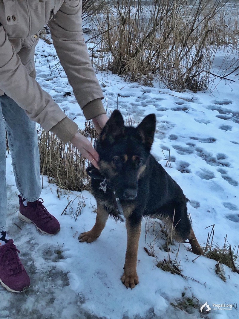 Найдена собака в озерках!