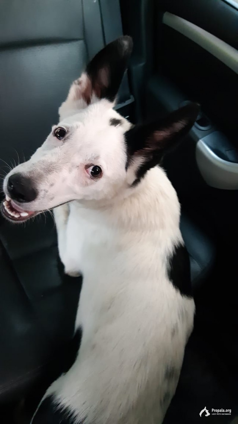 Потеряшка !!! Ищу своего хозяина !!!