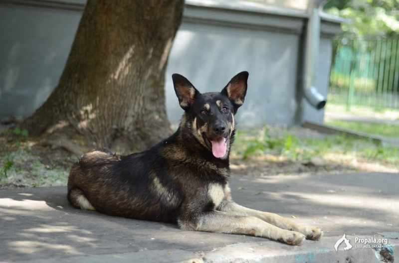 молодой мальчик кобель метис овчарка ЮВАО Москва
