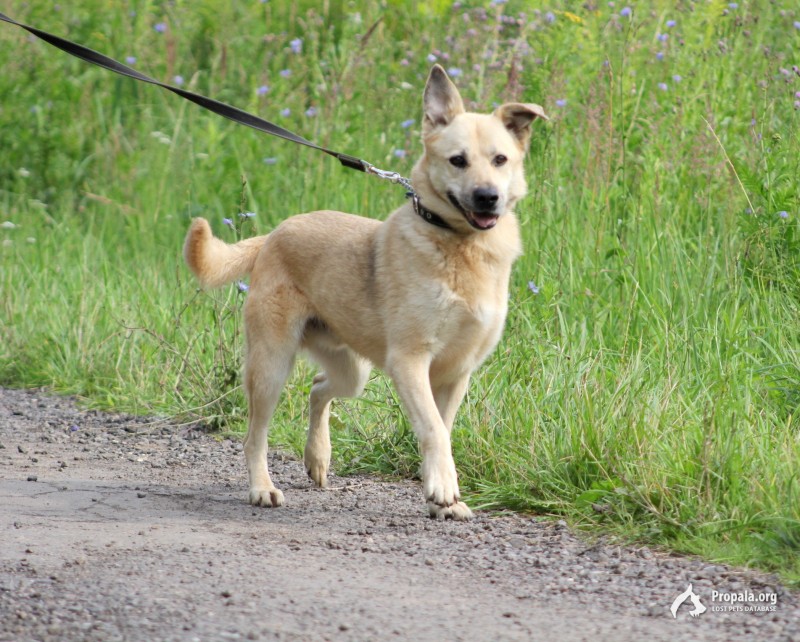 Пропал пожилой Норд песочного окраса, среднего размера