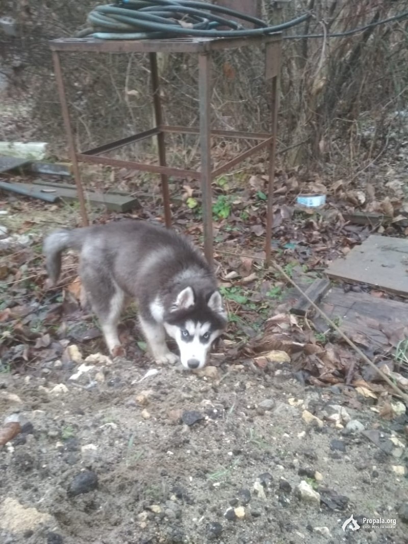 Найден щенок Хаски