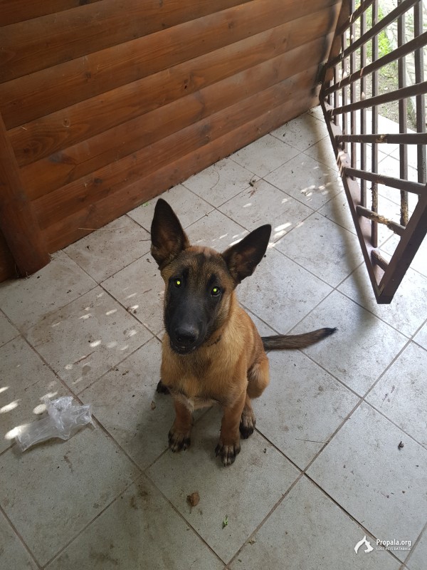 Пропал щенок