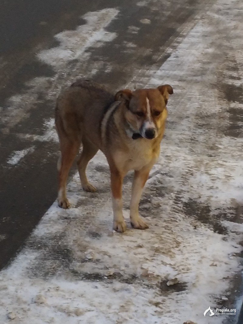 Пропала собака