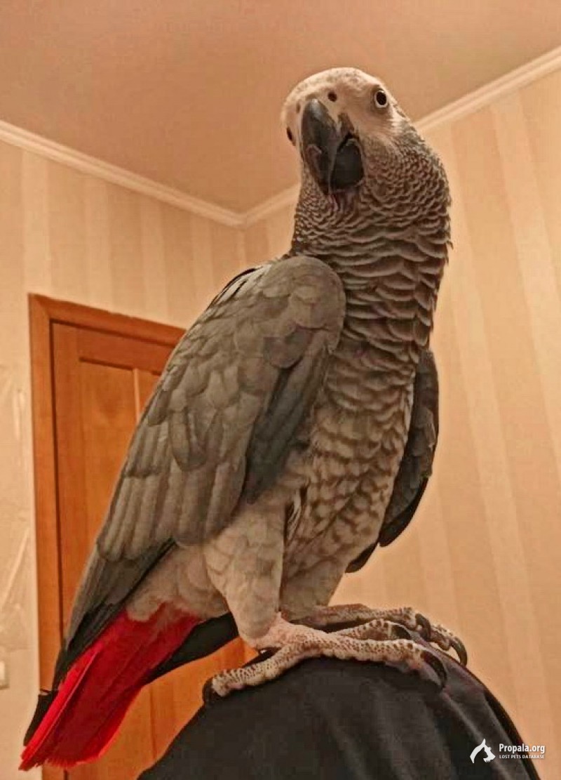 SOS!!! СРОЧНО! ПРОСИМ О ПОМОЩИ!