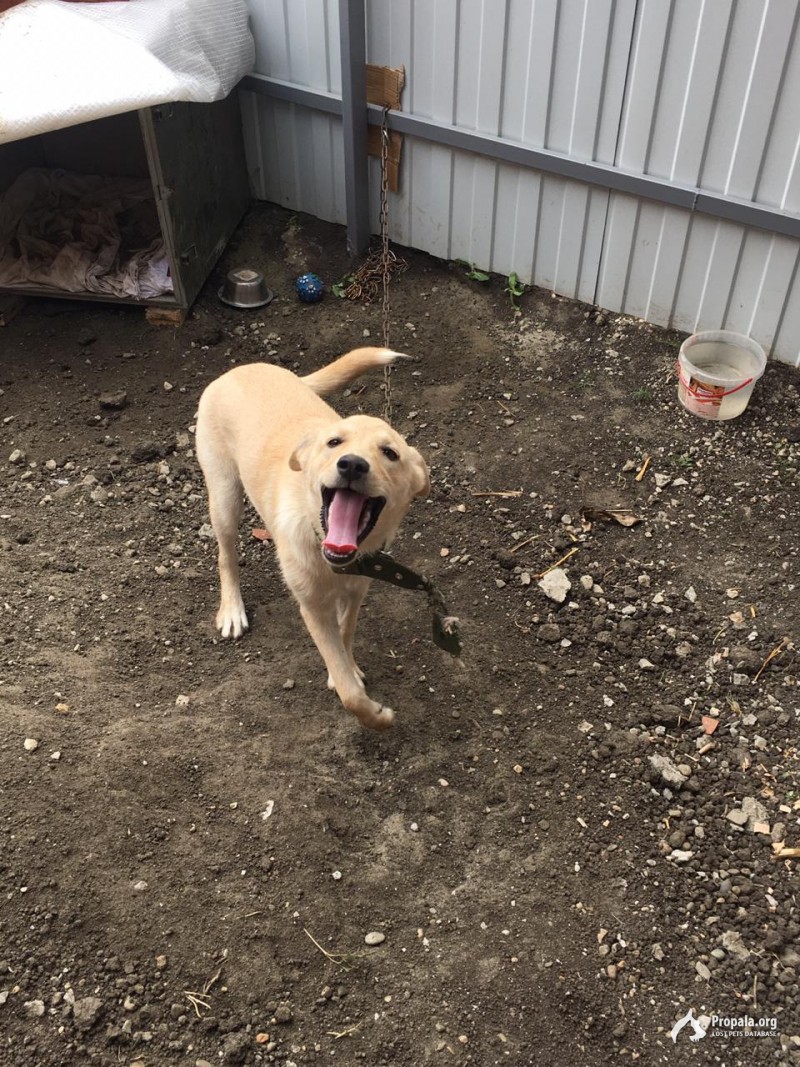 Отдадим собачку в добрые руки