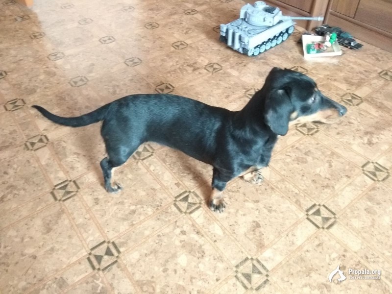 Найдена такса