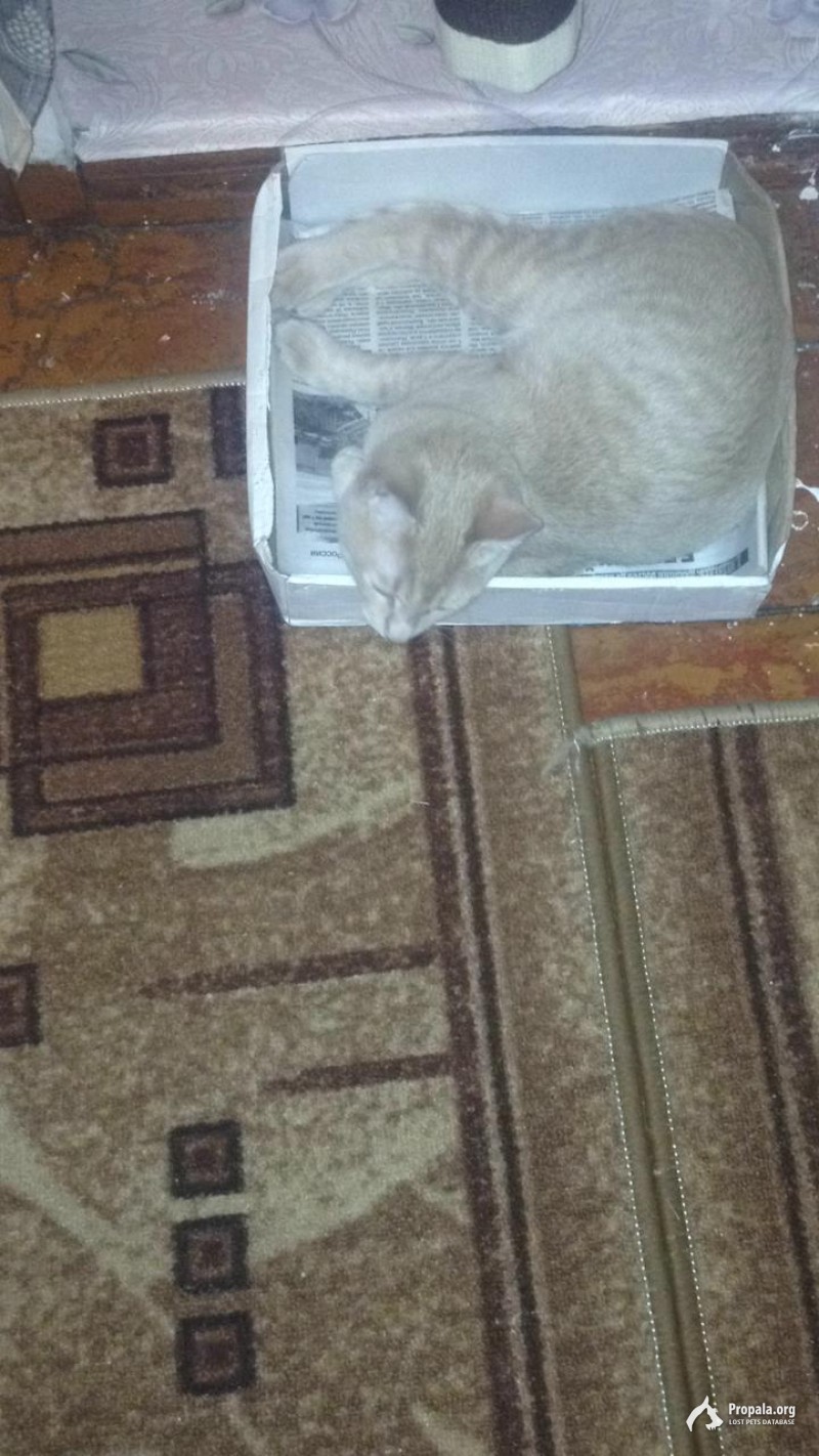 Пропал котёнок