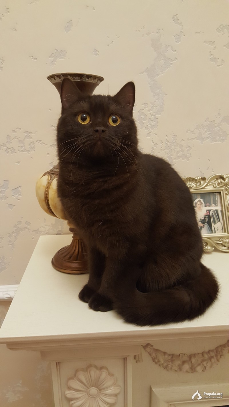 Пропала коричневая кошечка