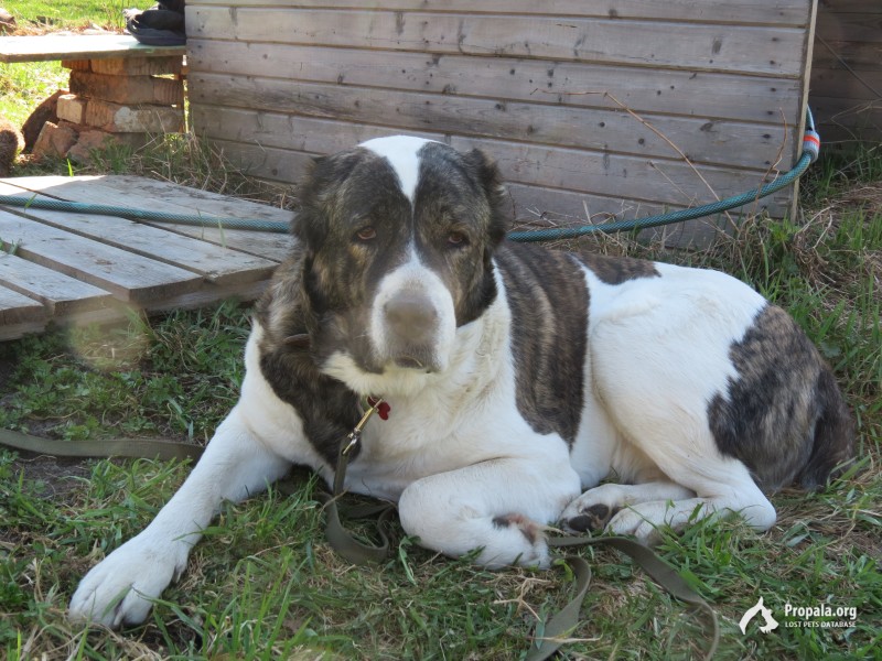 Пропала собака