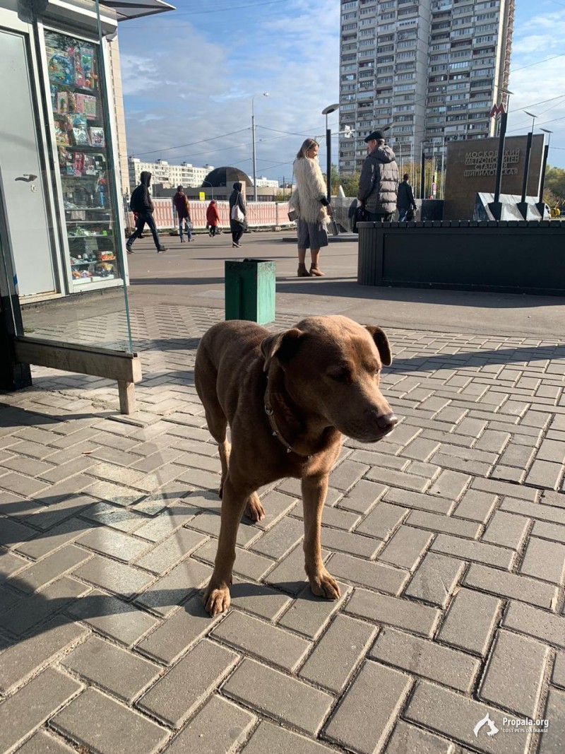 Найден лабрадор Шипиловская