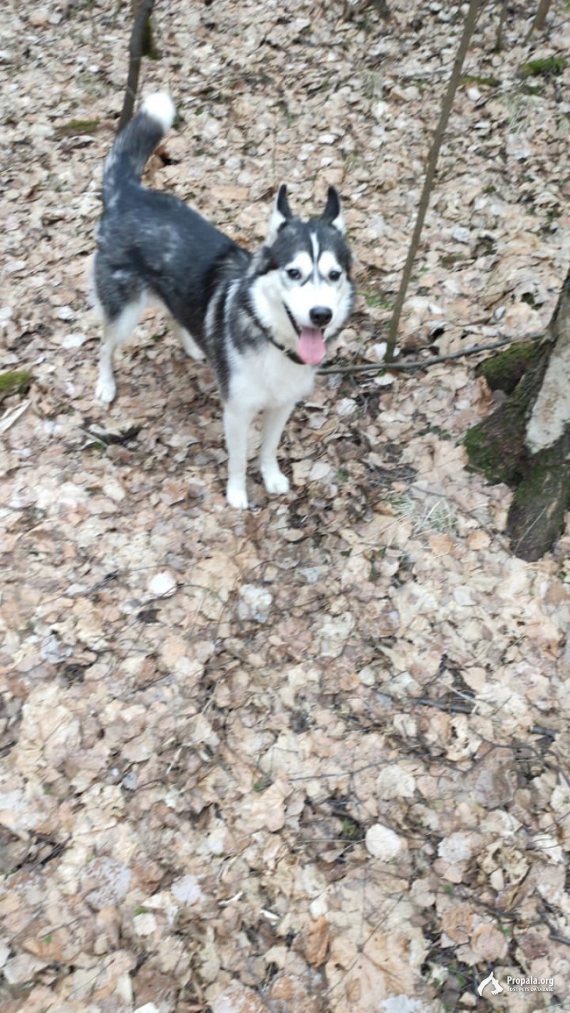 ПОТЕРЯЛАСЬ СИБИРСКАЯ ХАСКИ