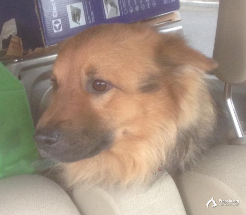 Убежал кобель.