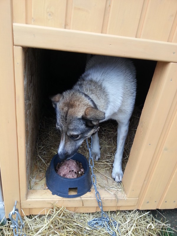 Пропала собака