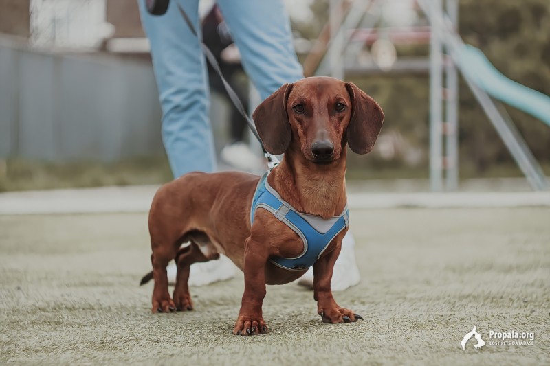 ВНИМАНИЕ! Пропал член нашей семьи, собака.