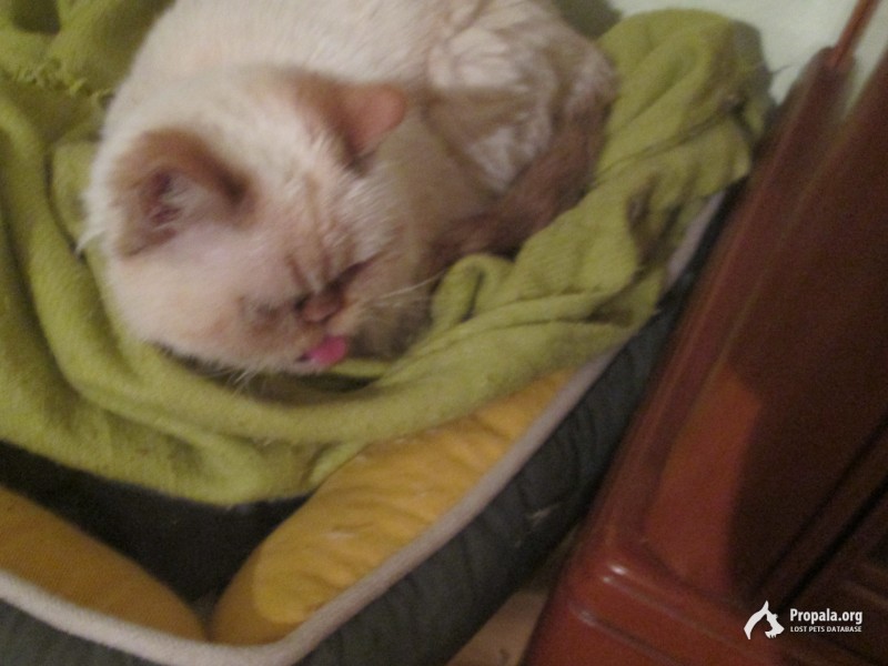 Найдена персидская кошка