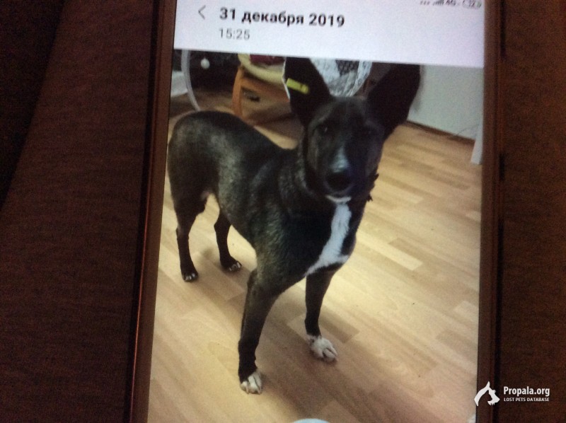 Пропала собака