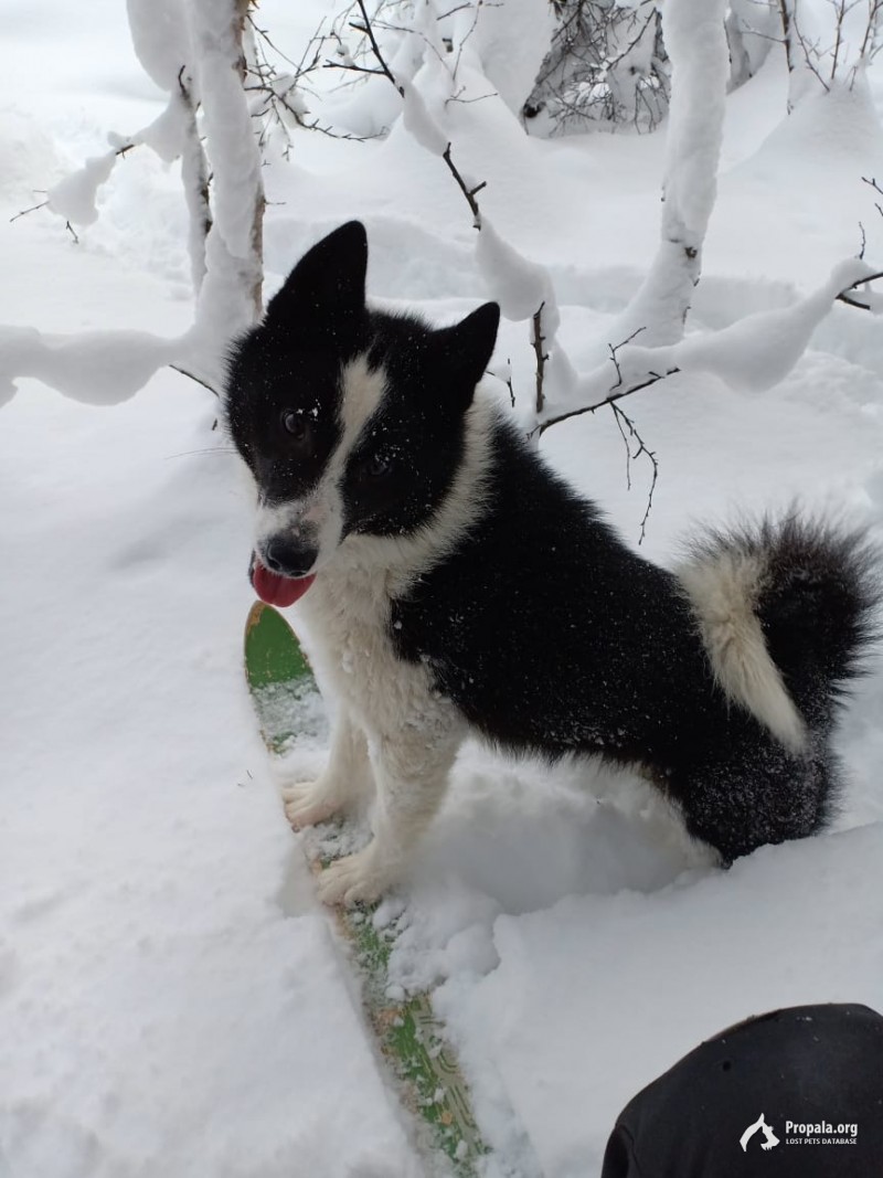 Пропали 2 собаки.