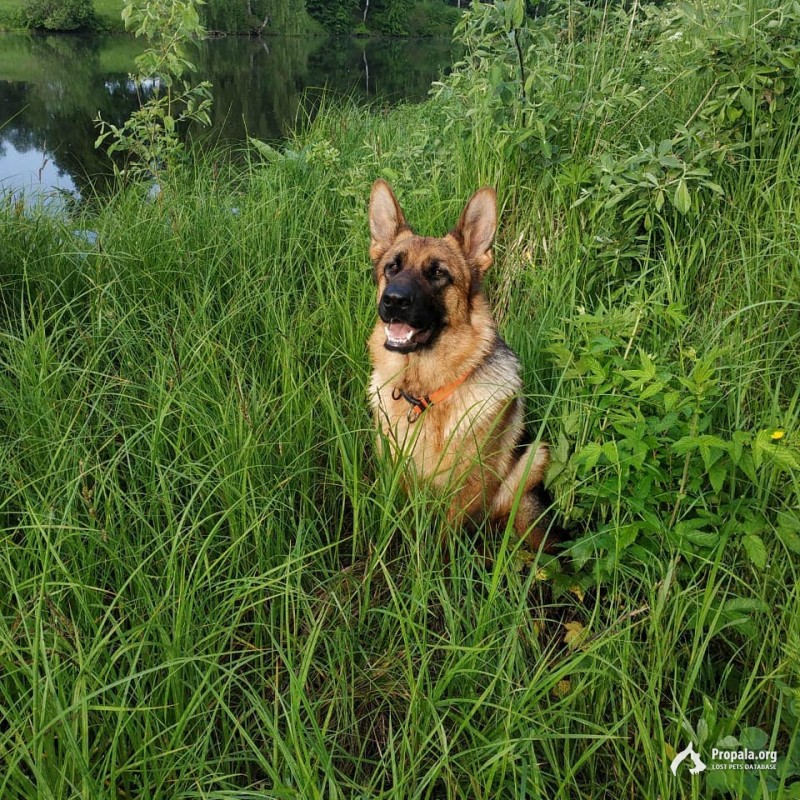 Пропала немецкая овчарка