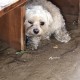 Потерявшаяся собака найдена в парке Усачевский 
