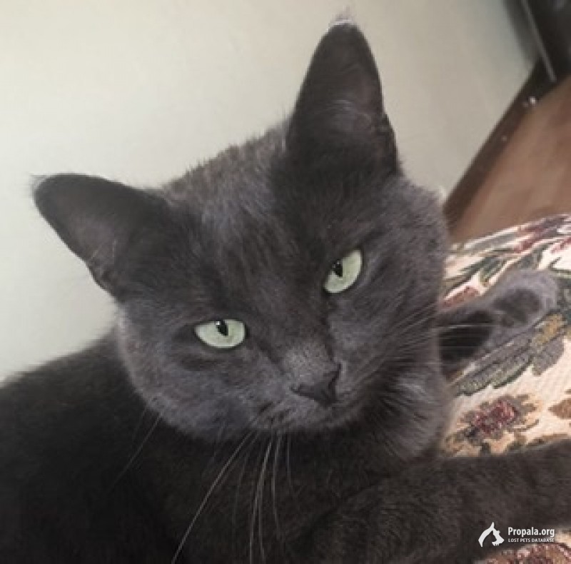 Пропала кошка