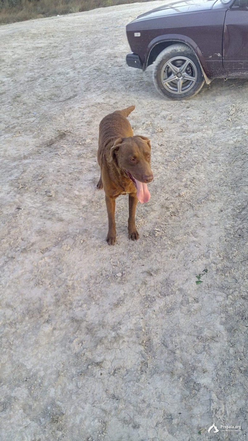 Пропала собака