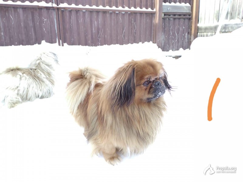 Пропал пекинес